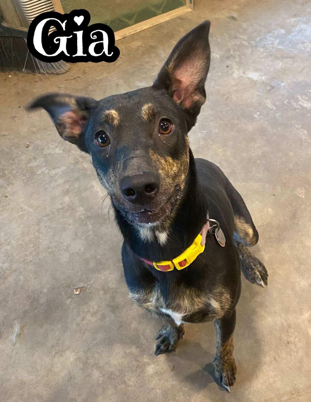 Gia